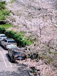 上海開往春天的列車🌸盛放附機位攻略