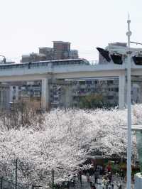 今日賞櫻必到｜虹口足球場櫻花季限定浪漫！