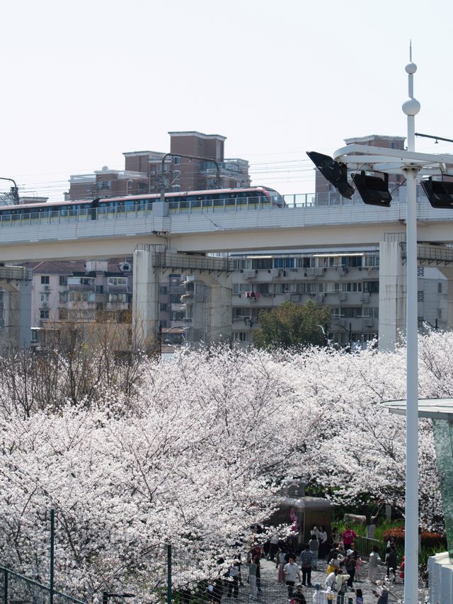 今日賞櫻必到｜虹口足球場櫻花季限定浪漫！