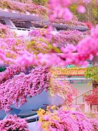勇闖綠野仙蹤仙湖植物園