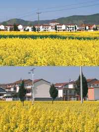 曲靖油菜花賞花攻略‖打卡避雷攻略