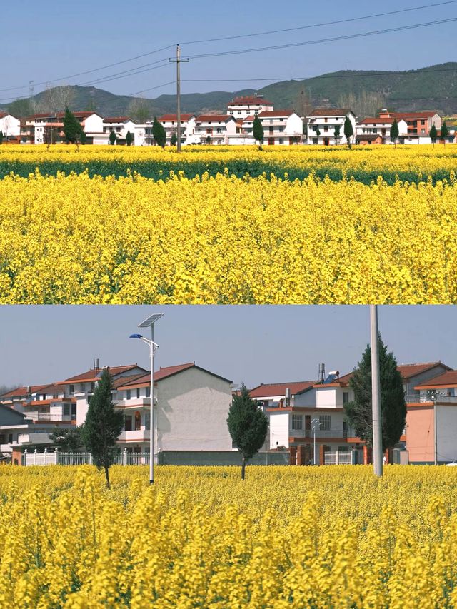 曲靖油菜花賞花攻略‖打卡避雷攻略