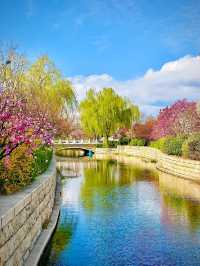 北京賞花路線分享