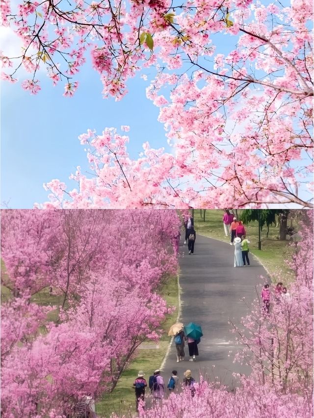 【東莞一日遊攻略】香遇百花園の松山湖公園！