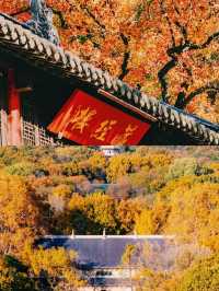 總要去一趟南京,來一場金陵之約吧!