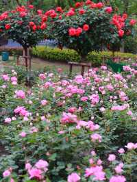 欽州月季花
