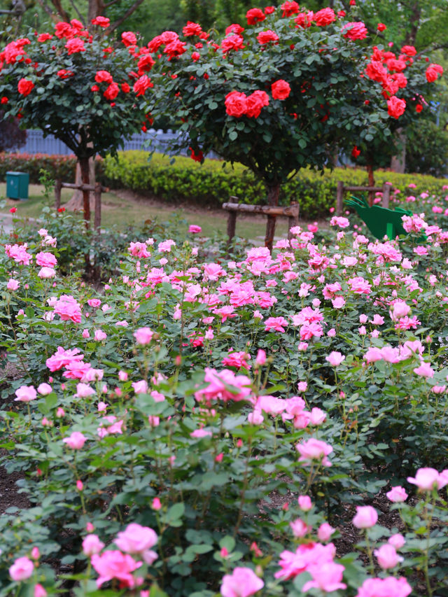 欽州月季花