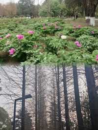 在貴陽，不可錯過的花溪公園，欣賞超讚花海