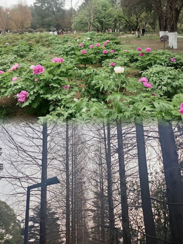 在貴陽，不可錯過的花溪公園，欣賞超讚花海