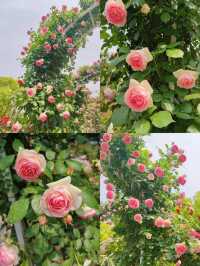 上海花木月季園3天深度遊攻略