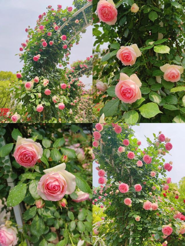 上海花木月季園3天深度遊攻略