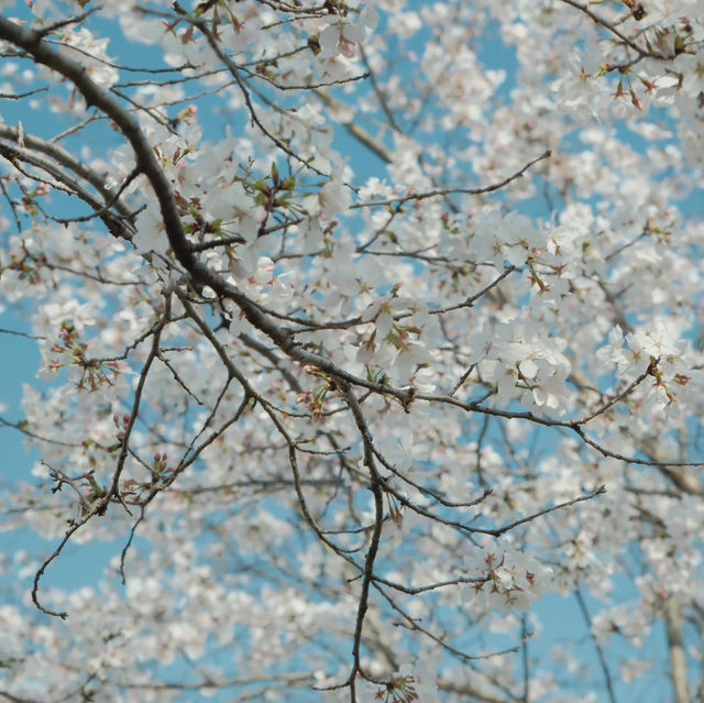 🌸楚風櫻海園｜遲到的浪漫補發！低調賞櫻秘境✨