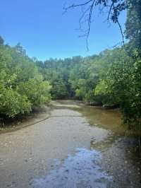 Free mangrove attraction in Roi Yot