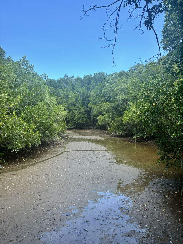 Free mangrove attraction in Roi Yot