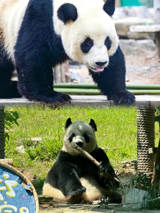 唔係！國寶熊貓嘅待遇真係……
