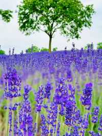 七萬株薰衣草同時綻放🪻5月限定夢幻花海全攻略