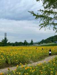 💐梵高原款泰迪向日葵花海打卡攻略