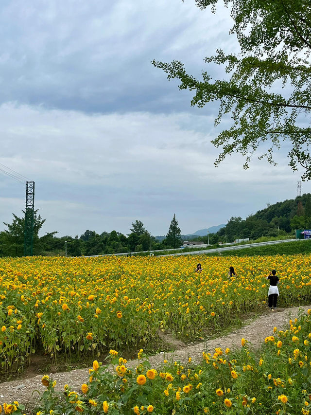 💐梵高原款泰迪向日葵花海打卡攻略