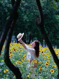 深圳的寶子們有福啦！市中心居然藏著一片免費向日葵花海🌻地鐵直達超級方便，懶人、上班族、學生黨都能輕鬆衝！