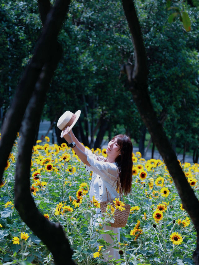 深圳的寶子們有福啦！市中心居然藏著一片免費向日葵花海🌻地鐵直達超級方便，懶人、上班族、學生黨都能輕鬆衝！