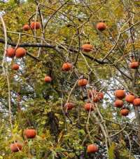 《山靄深處：與簷角苔衣的千年私語》