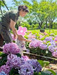 無盡夏日開啟，福州賞繡球花要抓緊了