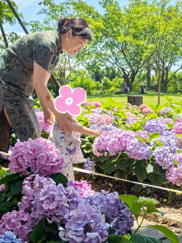 無盡夏日開啟，福州賞繡球花要抓緊了