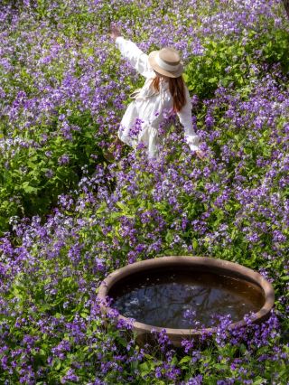 Dalian breaks into Monet's Garden! This sea of purple flowers is stunningly speechless～