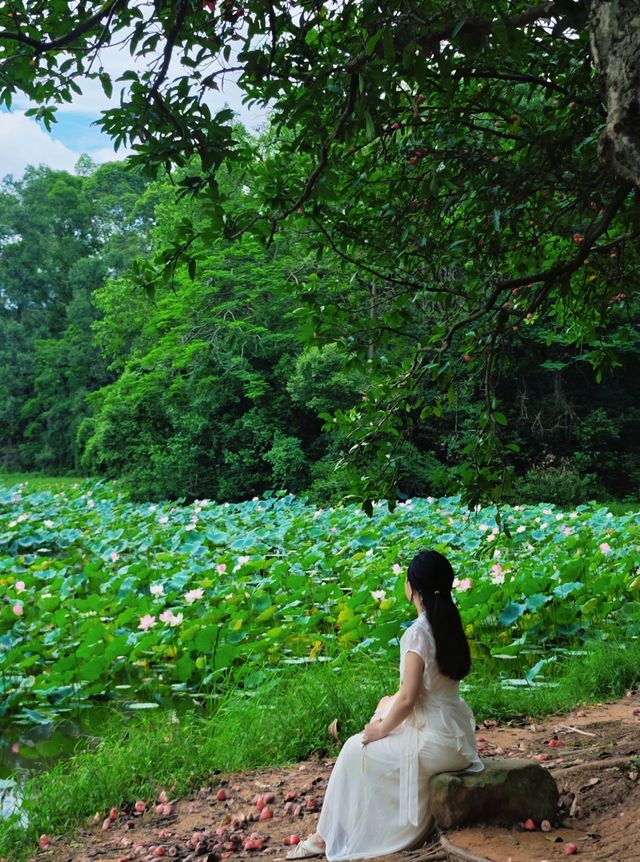 6.28大夫山荷花實況任我醉倒在🪷池邊