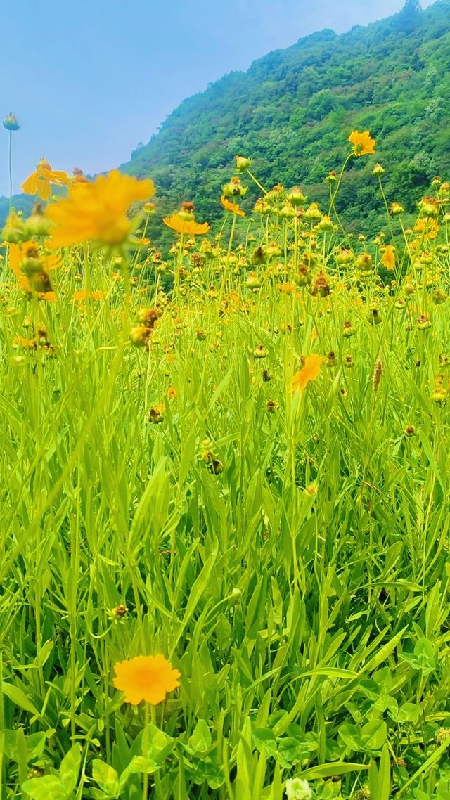 《臨平公園，邊度可以欣賞到最美嘅自然風光？》