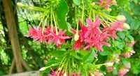 莆田賞荷|誤入莫奈花園，闖進夏日限定🪷