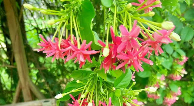 莆田賞荷|誤入莫奈花園，闖進夏日限定🪷