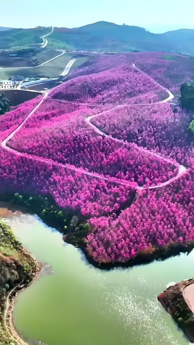 櫻花谷：藏於滇中的粉色夢境