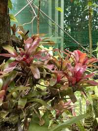 箱根秘境法式花園