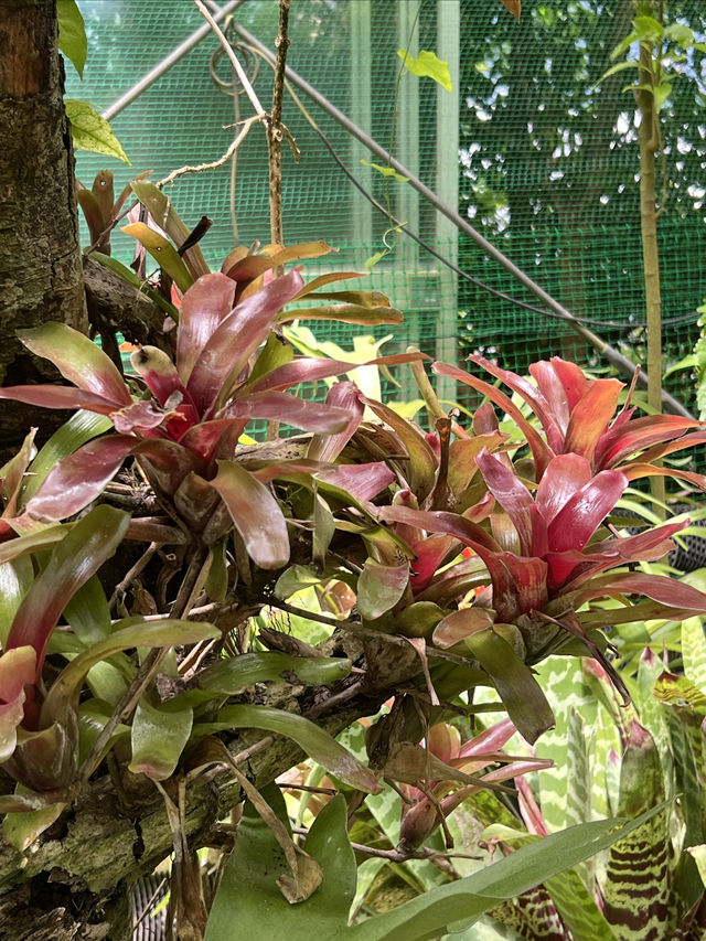 箱根秘境法式花園