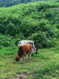 小眾避暑天堂 | 馬里冷舊 20°C嘅清涼秘境||四川·樂山