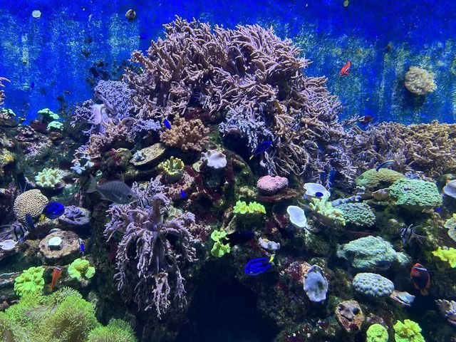 48小時玩轉海洋王國親子黨狂刷10大項目+食住行價格全揭