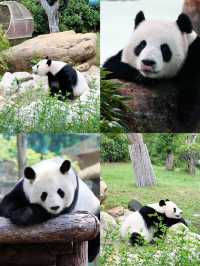 紫清湖野生動物世界 | 國慶遛娃好去處~