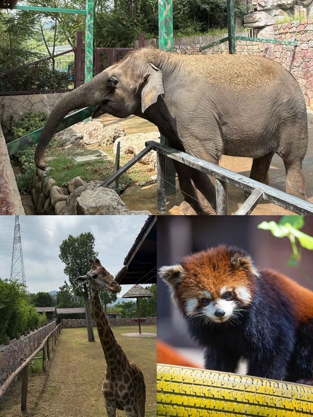 紫清湖野生動物世界 | 國慶遛娃好去處~ 紫清湖野生動物世界 | 國慶遛娃好去處~