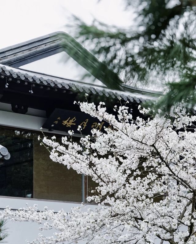 南京中山植物園大賞花浪漫程度不輸玫瑰！