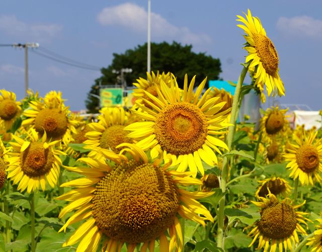 廈門西巖山都市田園，葵花金燦燦開得正艷