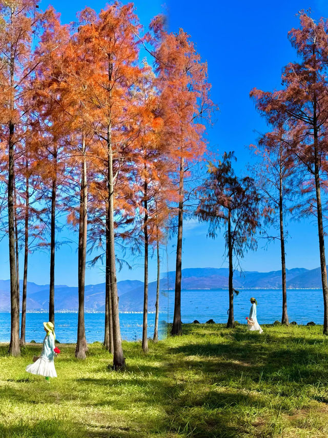 恕我直言！這裡才是秋天最浪漫的地方