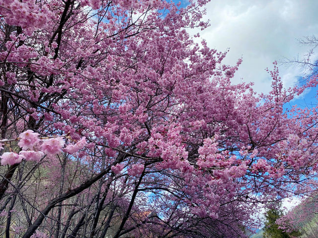 🌸 武陵農場櫻花季｜一場春天限定的粉紅盛宴