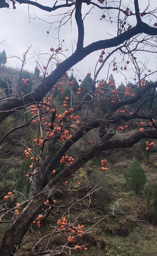 洛陽秋徒步–新安縣荊紫仙山的紅葉