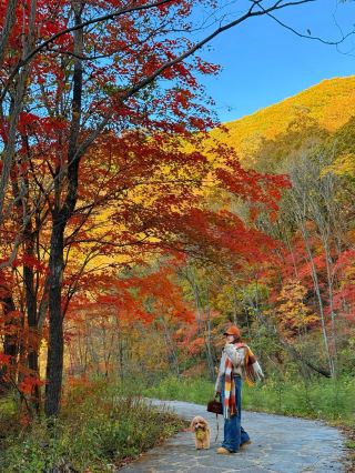 Путеводитель по секретам кленового леса Бэньси