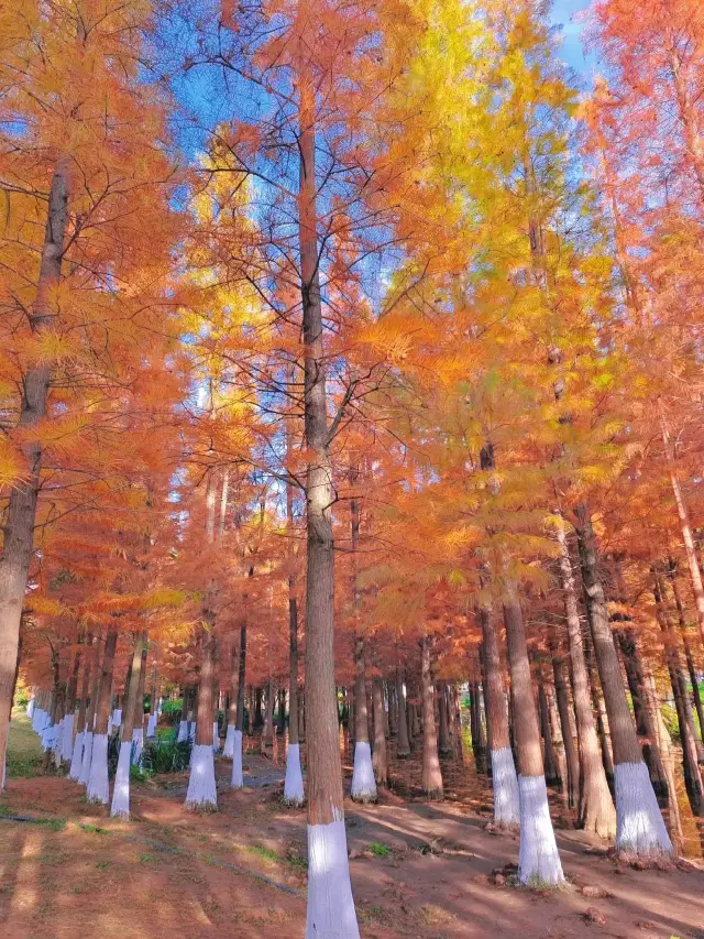 Kunming · Haihong Wetland Park