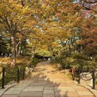  청도의 가을, 이 공원에서 모든 걱정이 사라졌어요 🍂