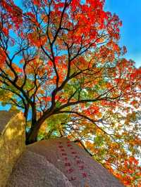 免費打卡崂山神清宮!千年底蘊+秋日紅葉頂流