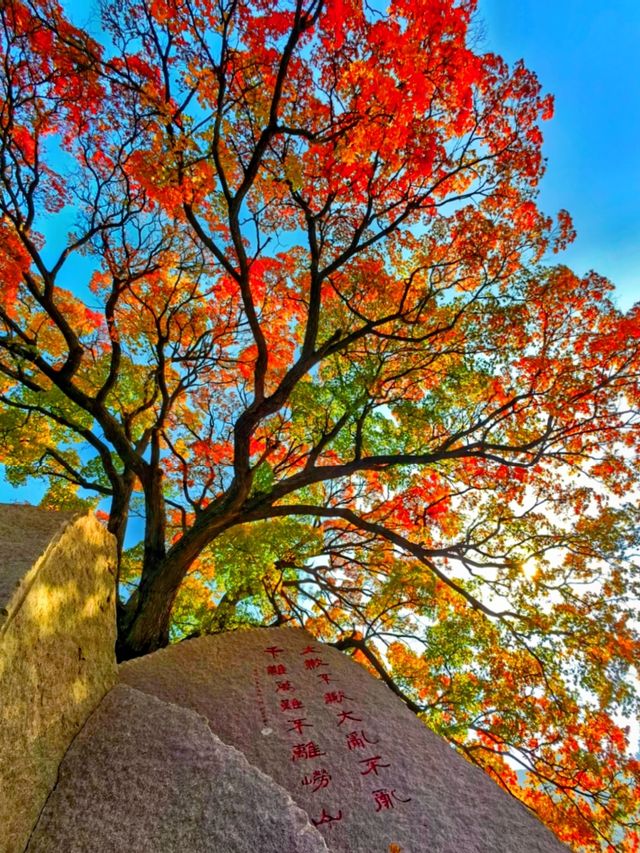 免費打卡崂山神清宮!千年底蘊+秋日紅葉頂流 免費打卡崂山神清宮!千年底蘊+秋日紅葉頂流