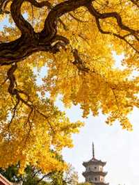 11月泉州：半城煙火半城仙世遺古城的蚵殼厝與開元寺銀杏慢時光